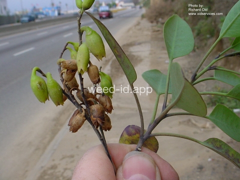 tobacco, tree